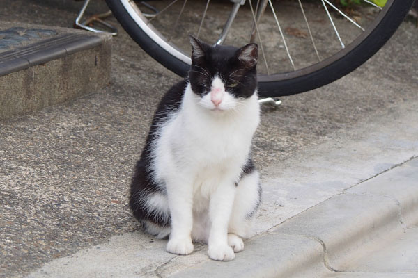 お鼻が赤い　ニコル