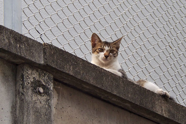 ママはどこ？　コーちゃん