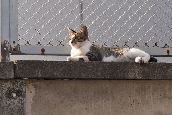 仔猫なのに黄昏てる