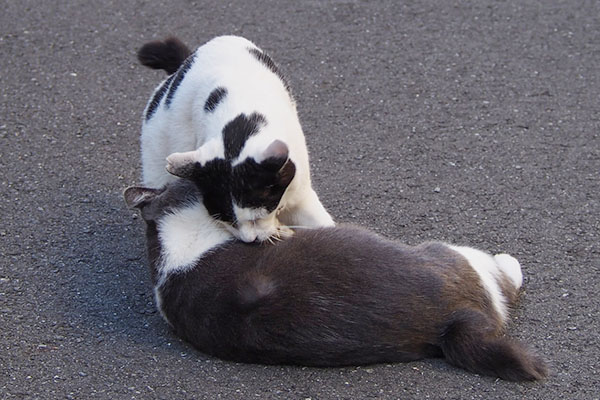 ちびと坊　倒れ込む