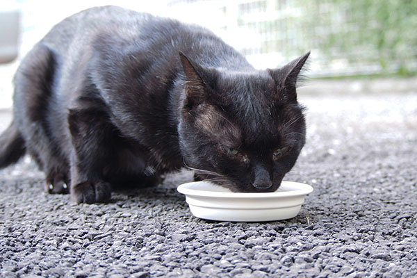 ティア　食べる