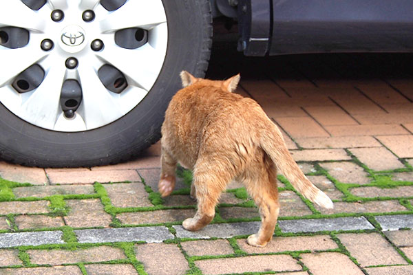 車の下へ向かう　ポー