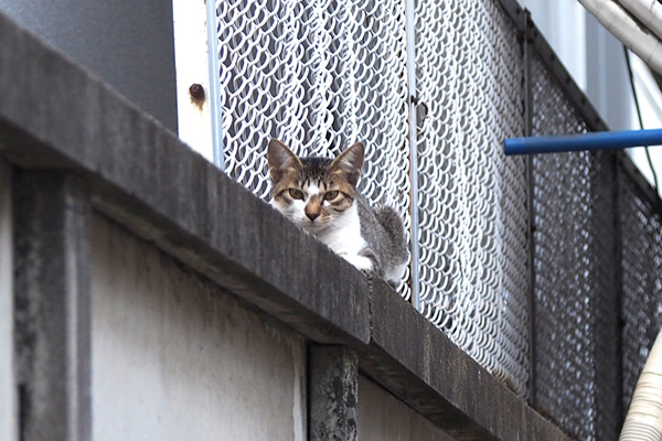 こっち見てる　コーちゃん