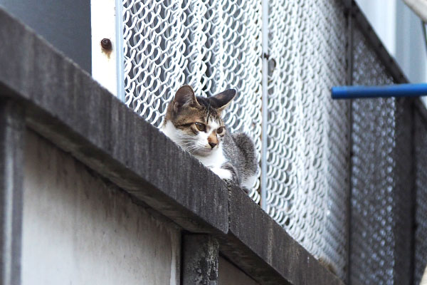 地面を見る　コーちゃん