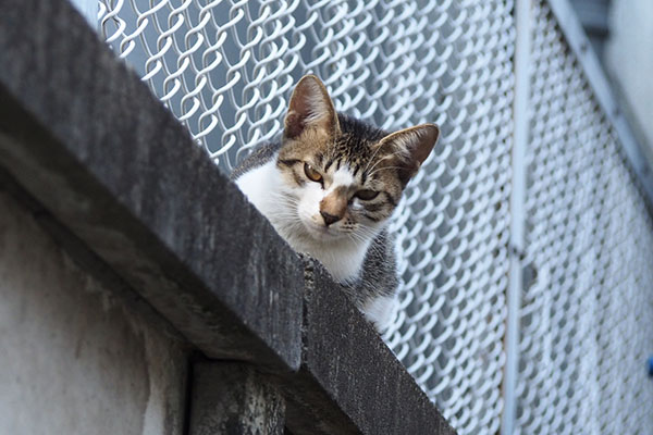 嫌そうな顔もする　コーちゃん