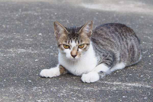 コーちゃん　地面に