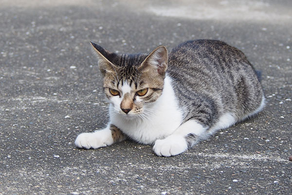 コーちゃん　挙動不審