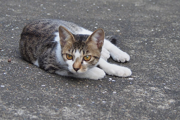 コーちゃん　ママそっくり