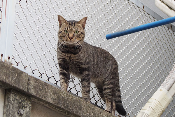 またあんたか　キー坊撮るヒトを見る