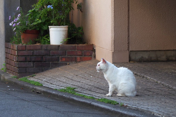 ちょっと早かったにゃ　メル