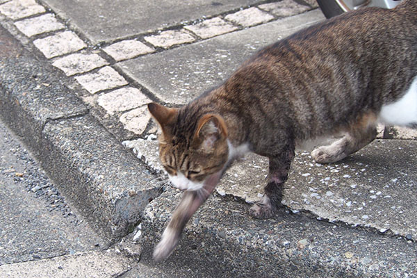 ひょいと出て来るサーヤ