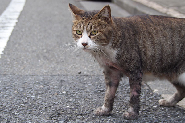 前足の毛が　サーヤどした