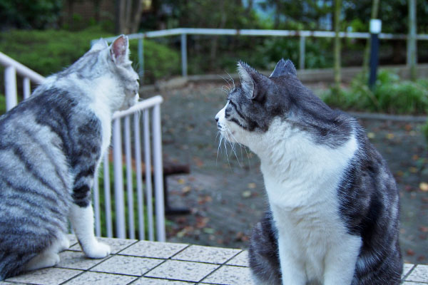 階段の上のクロムとタンタル