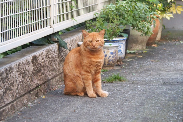 ちょこりん　チャーちゃん