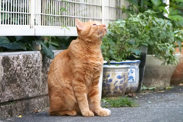 お空見る　チャーちゃん