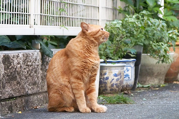 遠く見る　チャーちゃん