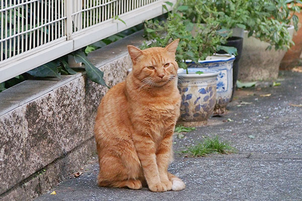 めんどくさそうなチャーちゃん