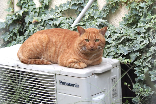 室外機の上で香箱　トト