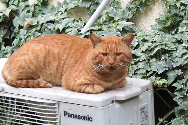 室外機の上で挨拶するトト