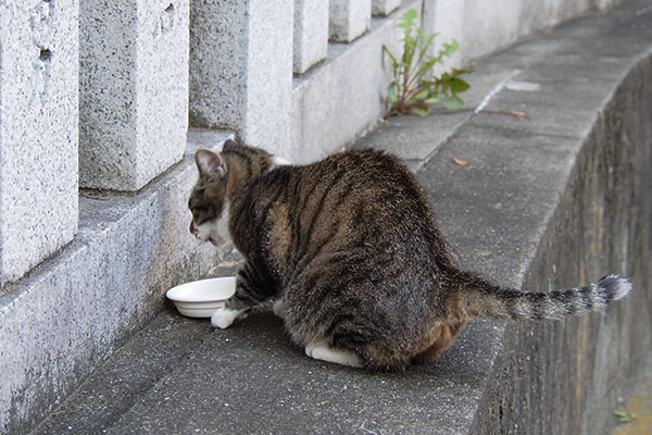 雫　食べ終わる