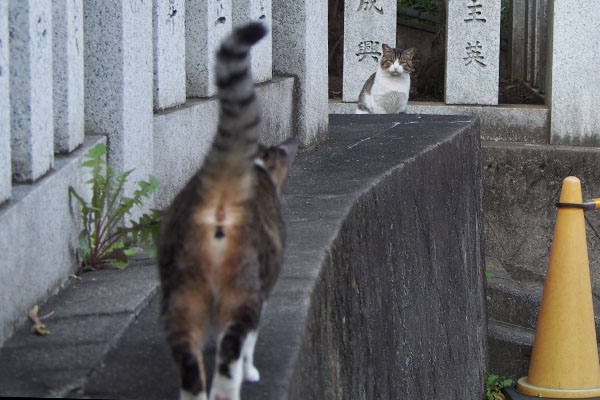 レオ太　雫を見る