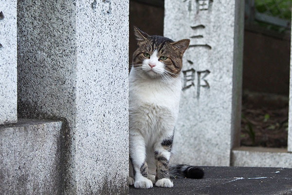 レオ太　柱からチラ