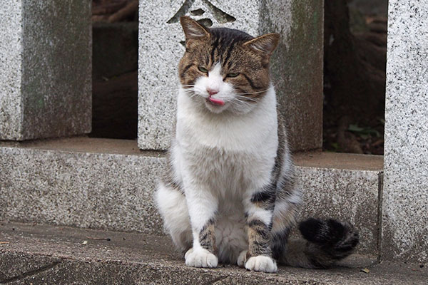 レオ太　食べる前のぺろん