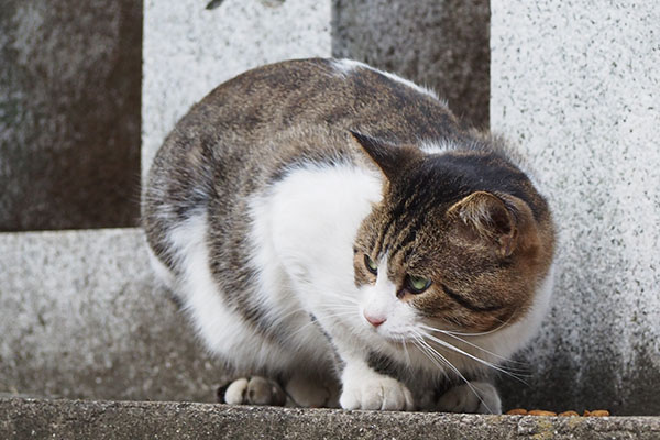 レオ太　こないでにゃ