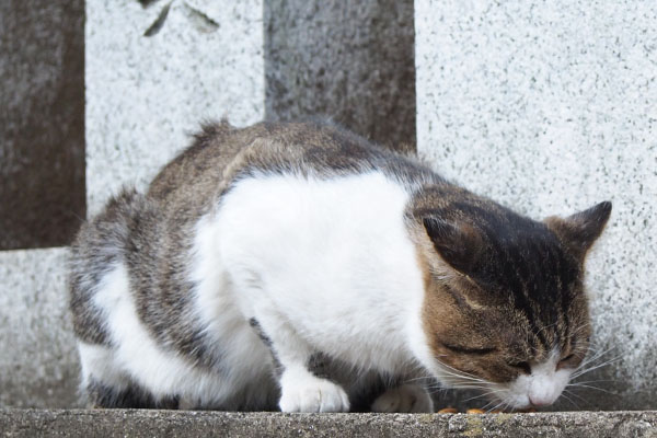 レオ太　食べる