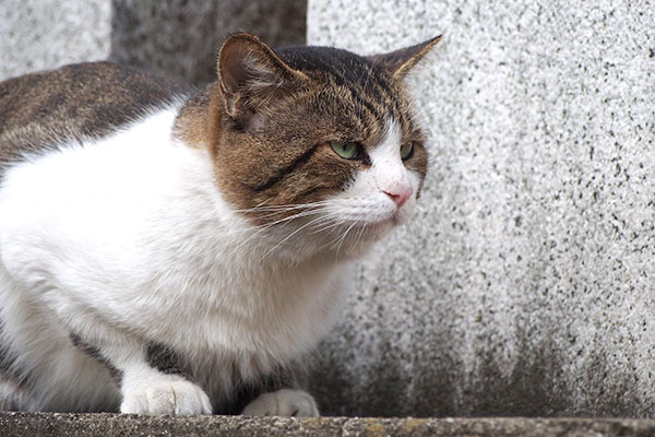 レオ太　猫ボラさんを待つにゃ