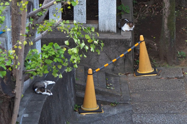 上から　レオ太と雫