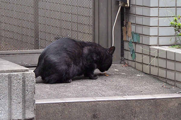 フェンスの手前　食べるティア