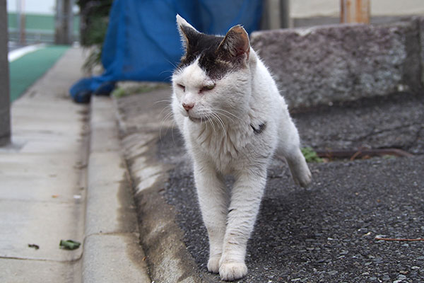 テン　後ろ足を伸ばしながら