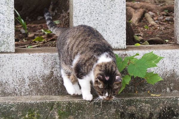 雫のハゲがハート型に