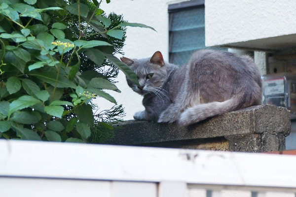 グリ　塀の上に発見