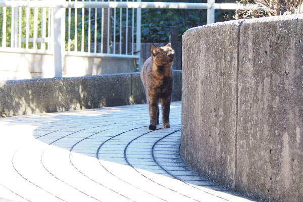 ラコが遠くから来た