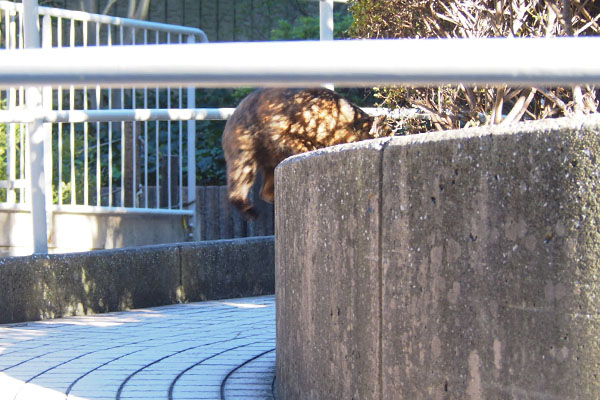 塀の上にあがる　ラコ