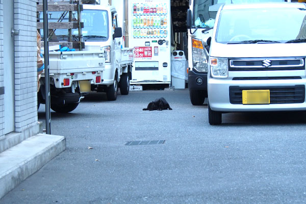 会社の前に黒い固まり