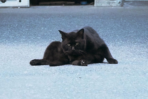 一度だけこちらを見た　黒猫さん