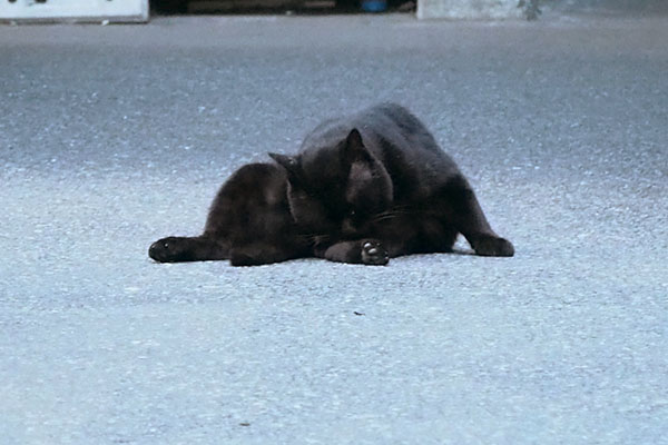 グルーミング中の黒猫さん