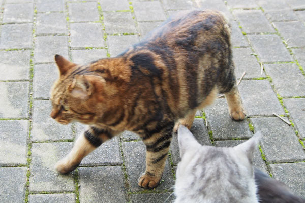 クロムの頭とクラタンとタンタル