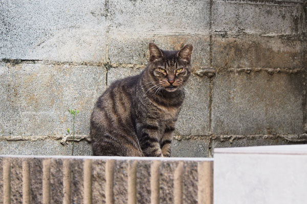 細い目で脇へ移動　マール