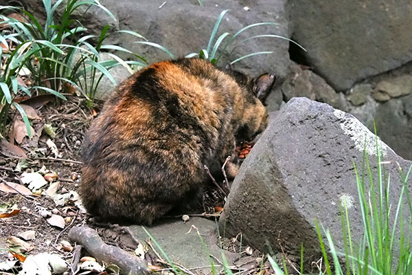 食べている　ラコ