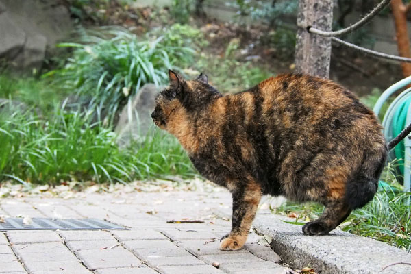 見ている方からトッキーがたまにやって来る　ラコ