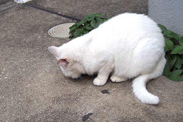 食べている　リリ