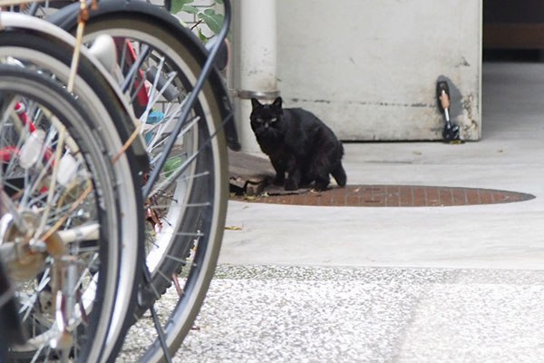 起きてこっち見る　くろ太