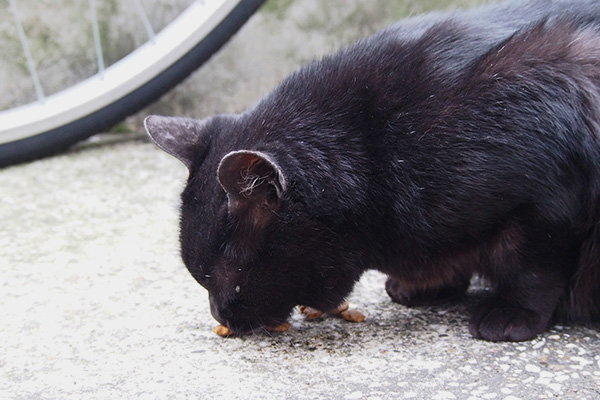 くろ太　食べる１