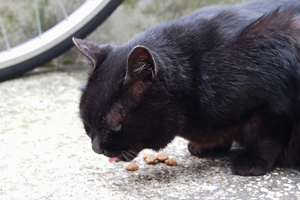 くろ太　食べる２