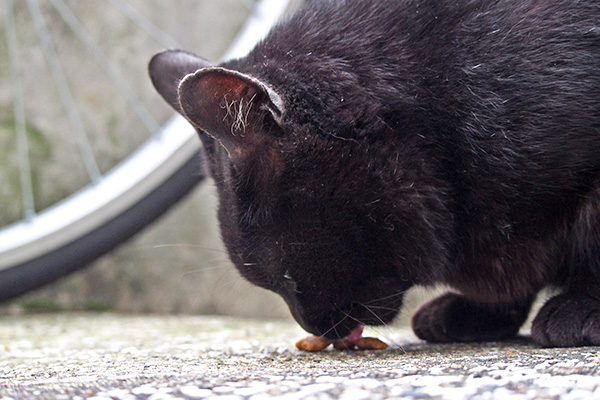 くろ太　食べる　接近