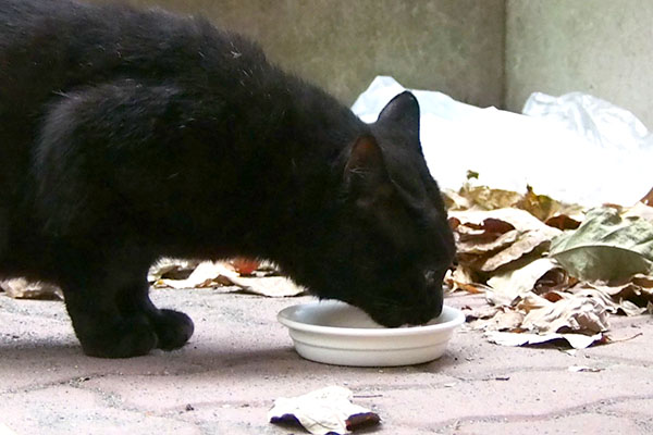 寂しげな目の食べてる　ティア